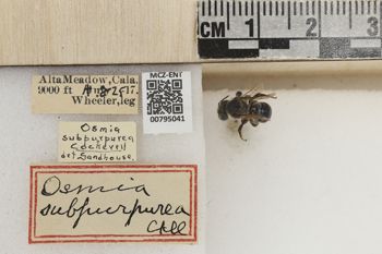 Media type: image;   Entomology 795041 Aspect: Labels